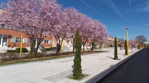 El Ayuntamiento impulsa su primer Plan de Arbolado