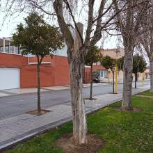 Renovación del arbolado de la plaza Elíptica.